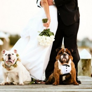 pet-in-wedding